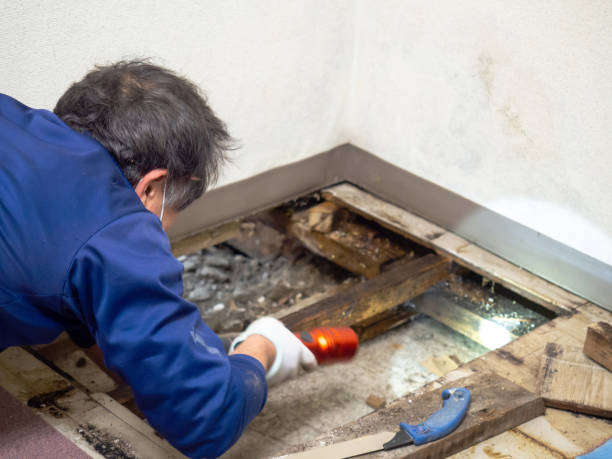 Best Basement Mold Remediation in Camden, NJ