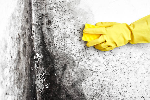 Best Mold Remediation for Specific Building Types in Camden, NJ