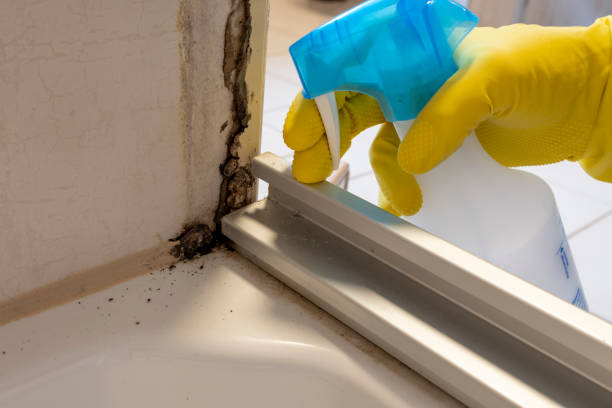 Best Residential Mold Remediation in Camden, NJ