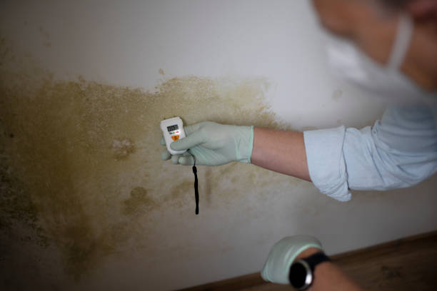 Best Industrial Mold Remediation in Camden, NJ