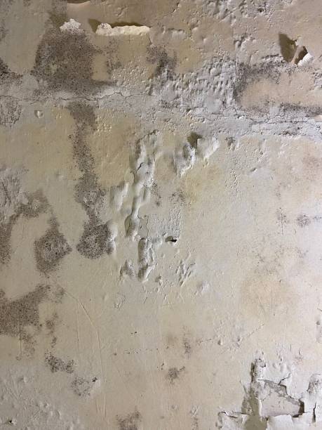 Best Commercial Mold Remediation in Camden, NJ