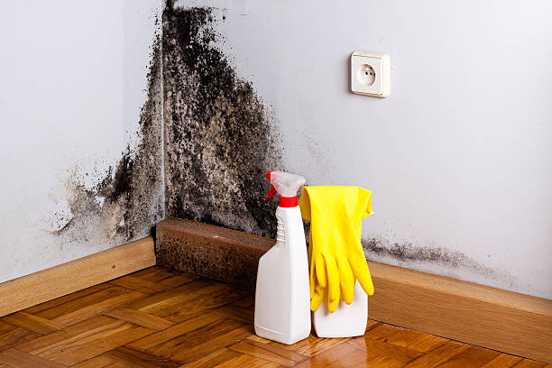Reliable Camden, NJ Mold Remediation Solutions